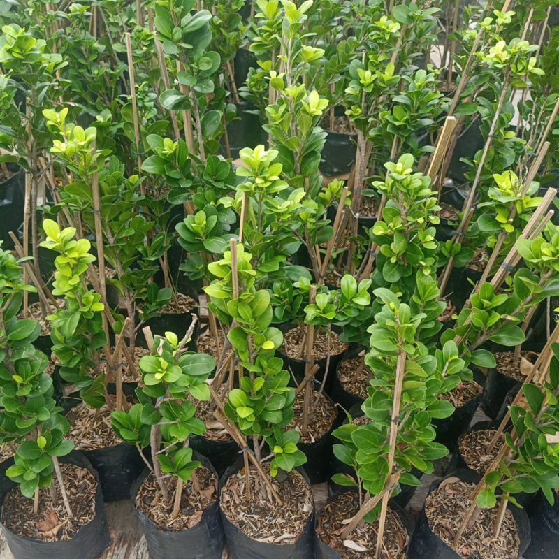 Bibit Ficus Compacta Cangkok Rawatan Polybag