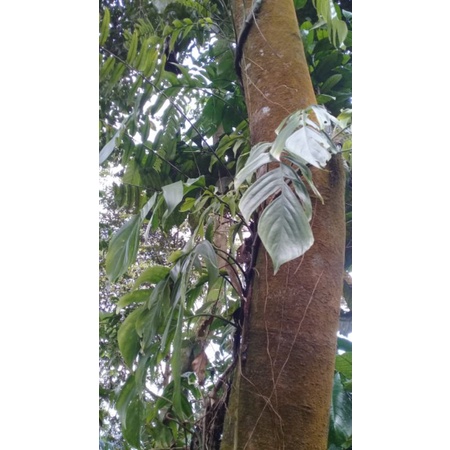 

Daun ekor naga/ dragon stile segar 500 gram