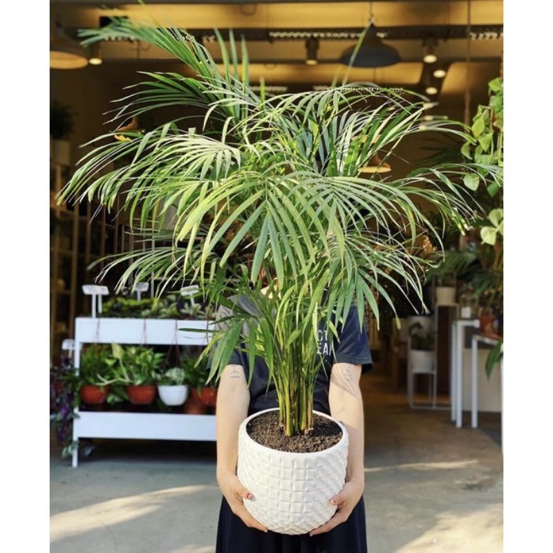 Palem Kuning ( Isi 2 ) Tanaman Hias Hidup Palem Kuning - bunga hidup - Palem Kuning rimbun