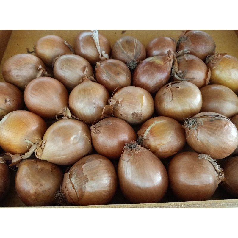 

Bawang Bombay 250 gr