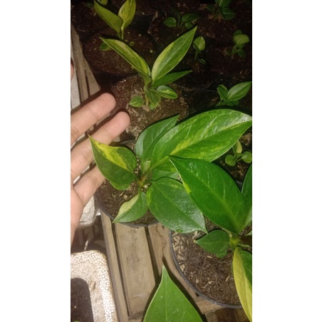 Jemani tornado varigata