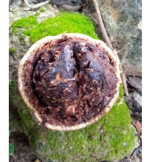 

➲Murah Buah Kawista 1kg( Isi 2-4 buah ) khas Rembang CHI9