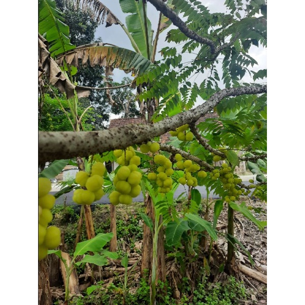 

buah cermei kebon sendiri 100% organik