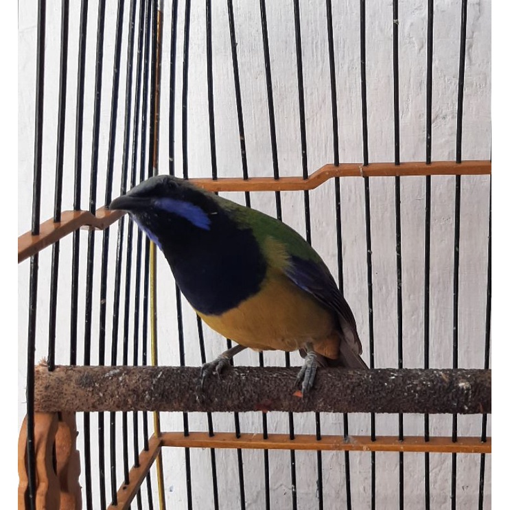 Cucak Cungkok Gacoran