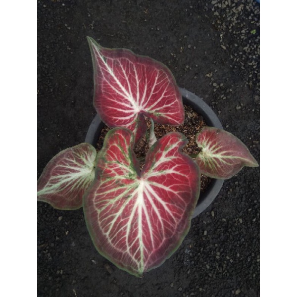 KELADI/CALADIUM ROT ANAKAN/KELADI THAILAND SERIES/KIRIM DG POT