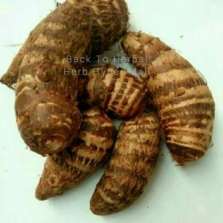 

Stok terbaru TALAS KIMPUL/MBOTE PULEUN Organik 1kg