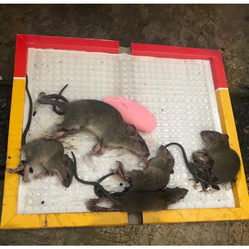 [ IMPORT ] LEM PAPAN PERANGKAP TIKUS CAP GAJAH SUPER LENGKET TIDAK BERACUN
