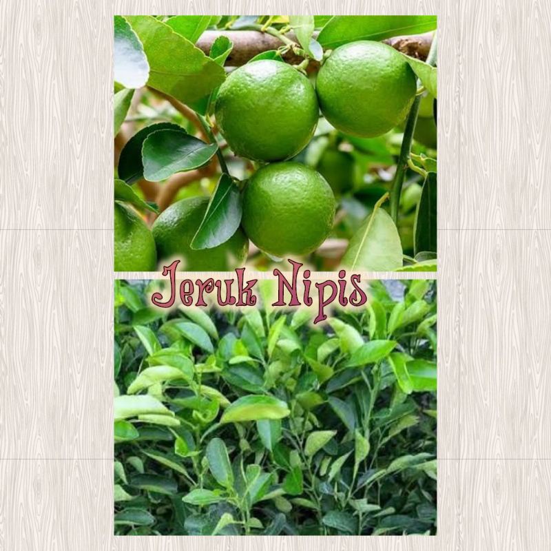 Bibit Jeruk Nipis/Bibit Tanaman Jeruk Nipis