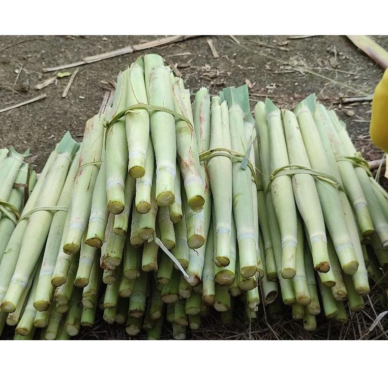 

(Etalase)-J31Q✪ Terubuk / Tebu telur Murah Berat1Kg pasti dikirim