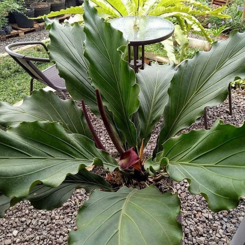 Tanaman Hias Anthurium Gelombang Cinta Dewasa - Tanaman indoor outdoor Gelombang Cinta - Bunga Hidup