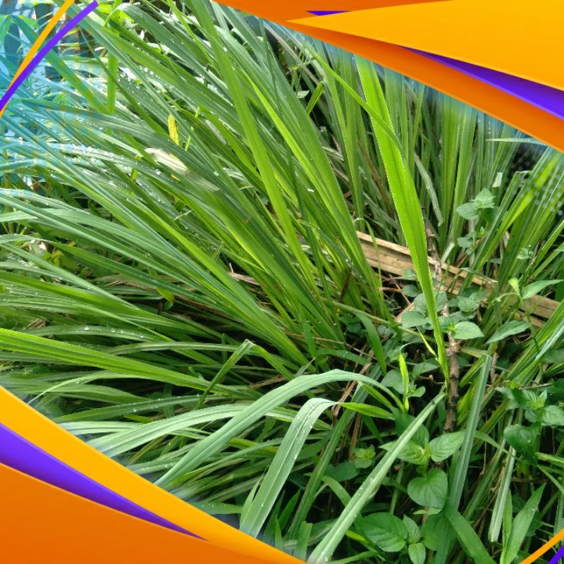 

batang seray segar untuk masak/herbal 1kg