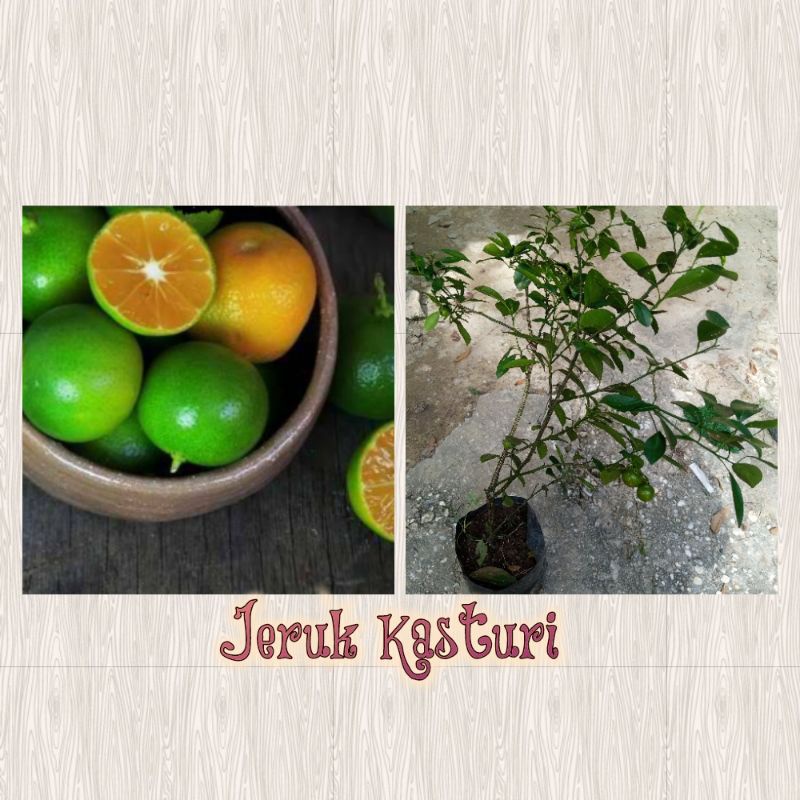 Bibit Jeruk Kasturi