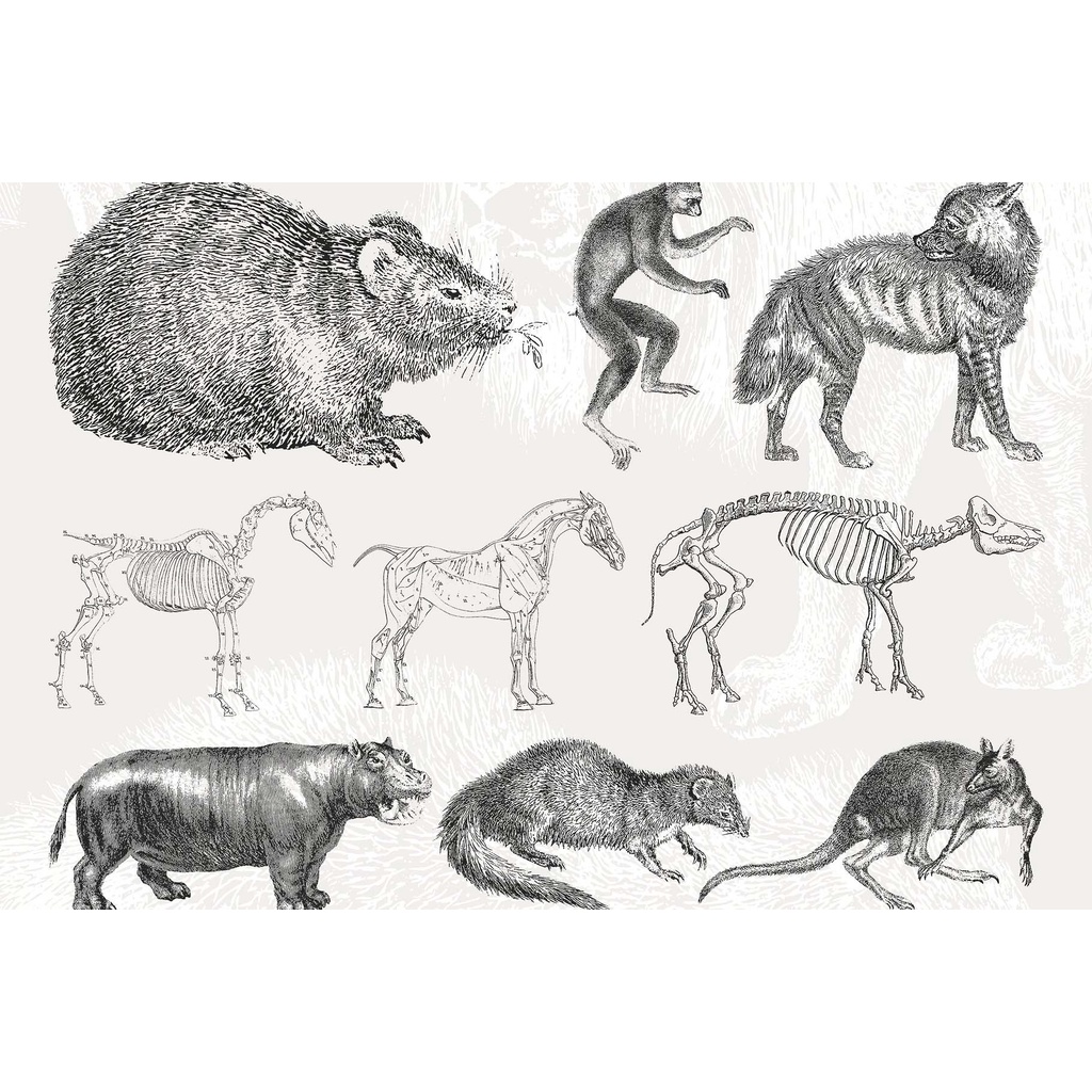 Handcrafted Mammals Illustrations Collection