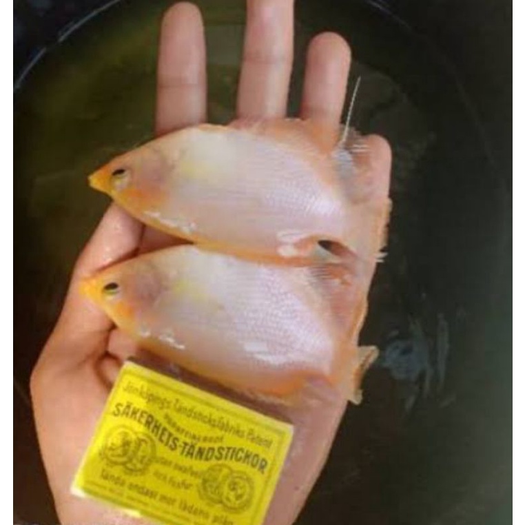 bibit ikan gurame padang