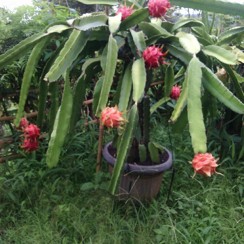 Pupuk Organik Pelebat Buah Dan Booster Buah Naga Cepat Berbuah Lebat