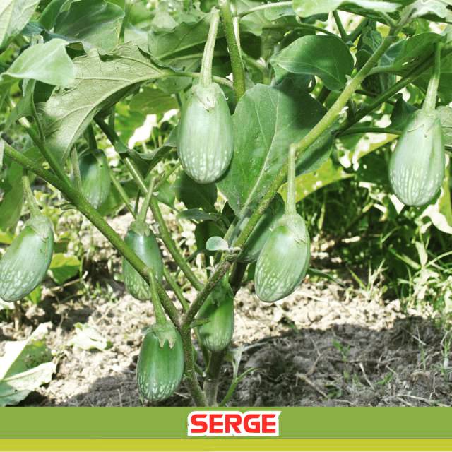 25 Benih Terong Lonjong Lurik Batik - Terong Hijau Serge Bintang Asia   - Bibit  Unggul Tanaman Sayu