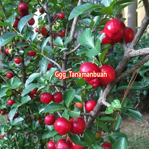 Bibit cherry vietnam / sianci manis cangkok super