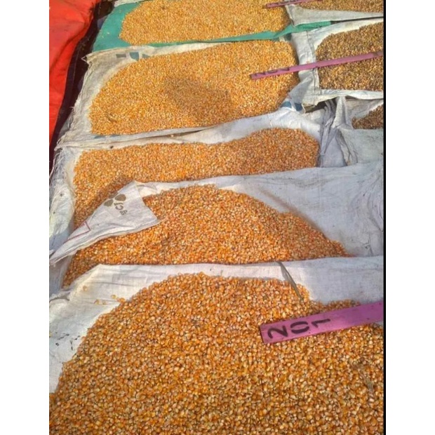 

jagung kering hibrida