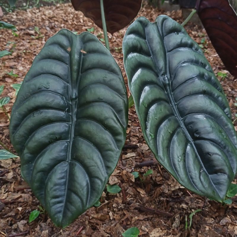 alocasia cuprea