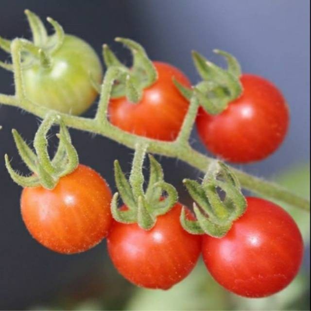ELV32 Benih Bibit Biji Tomat Cherry Chung IPB 2348