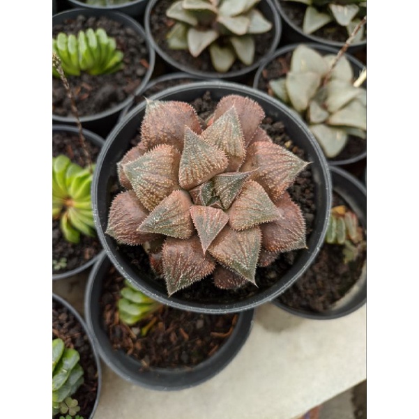 kaktus sekulen haworthia coklat hybrid