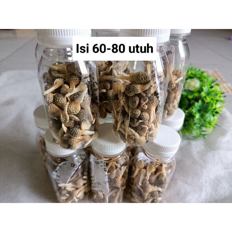 Mpot Putih Ori Madura isi 60-80 Utuh