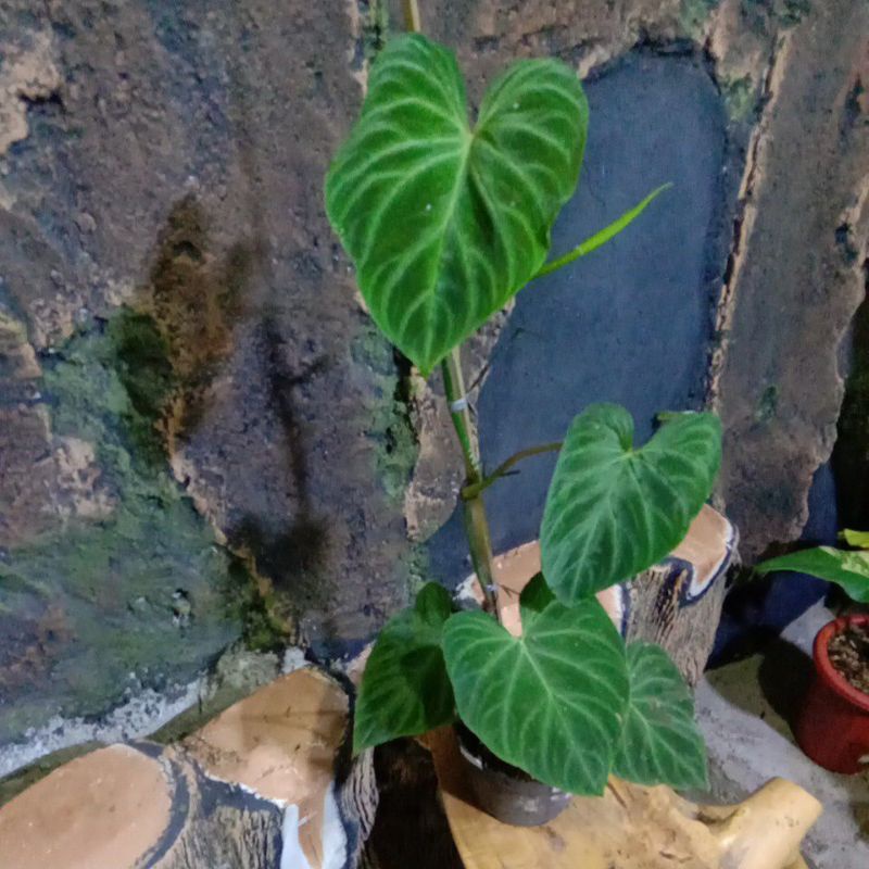 Tanaman hias Verucosum