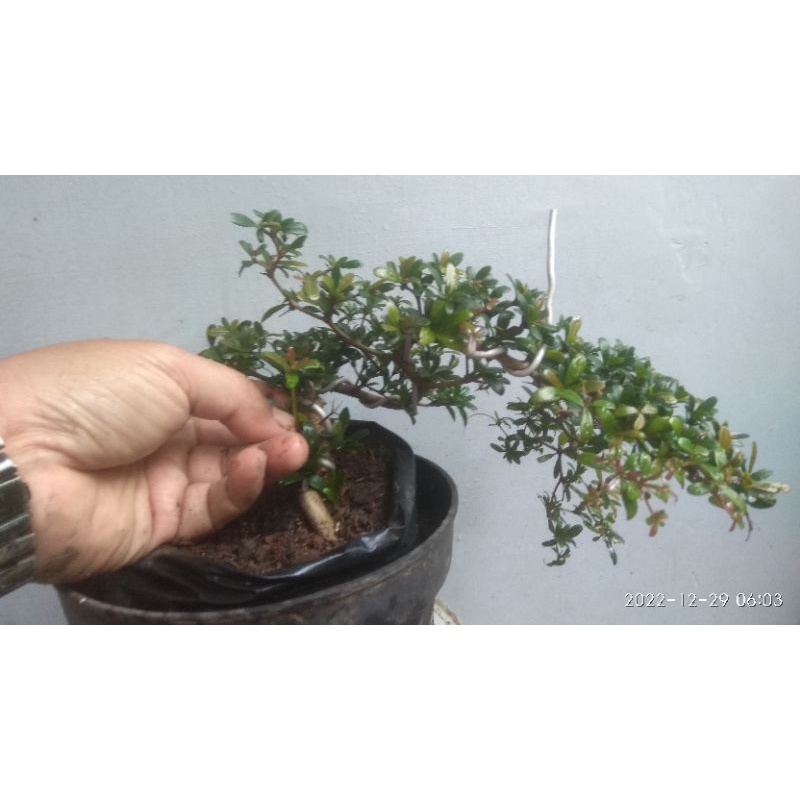 bonsai black olive/bucida bakalan