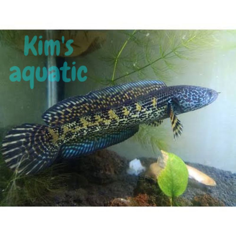 promo auranti baby istimewa grade A++ size 5-6cm
