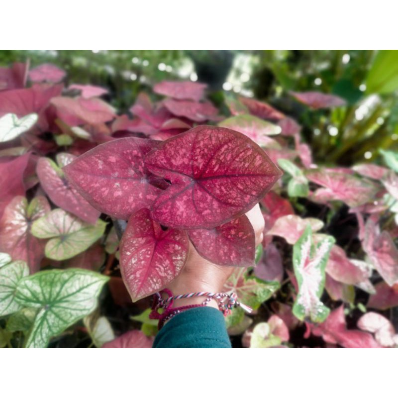 Caladium Sri Suriyothai 001 | Keladi hias Thailand | Caladium Thailand
