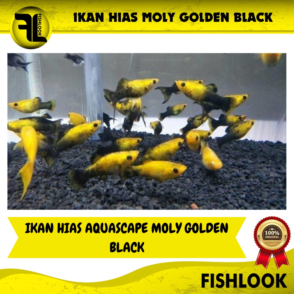 Ikan Hias Golden Black Molly Moly Aquarium Air Tawar