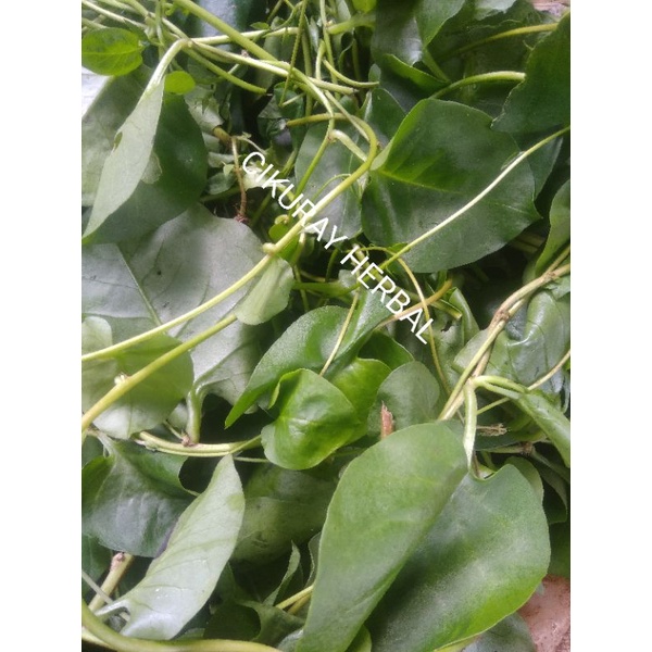 

Daun binahong segar 50lembar