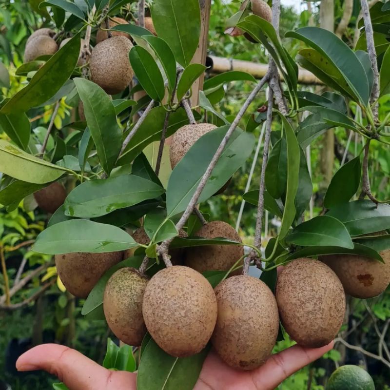 Pupuk Organik Pelebat Buah Dan Booster Sawo  Cepat Berbuah Lebat