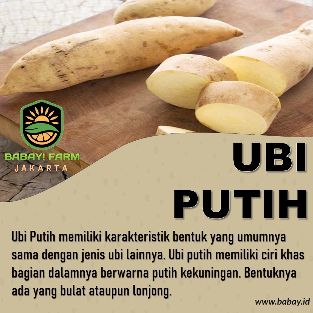 

ubi putih ketela 250 500 gr / 1 kg