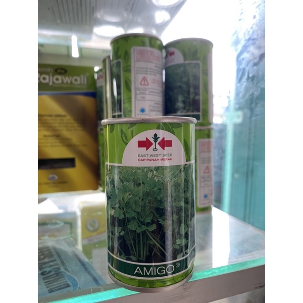 Benih Seledri AMIGO