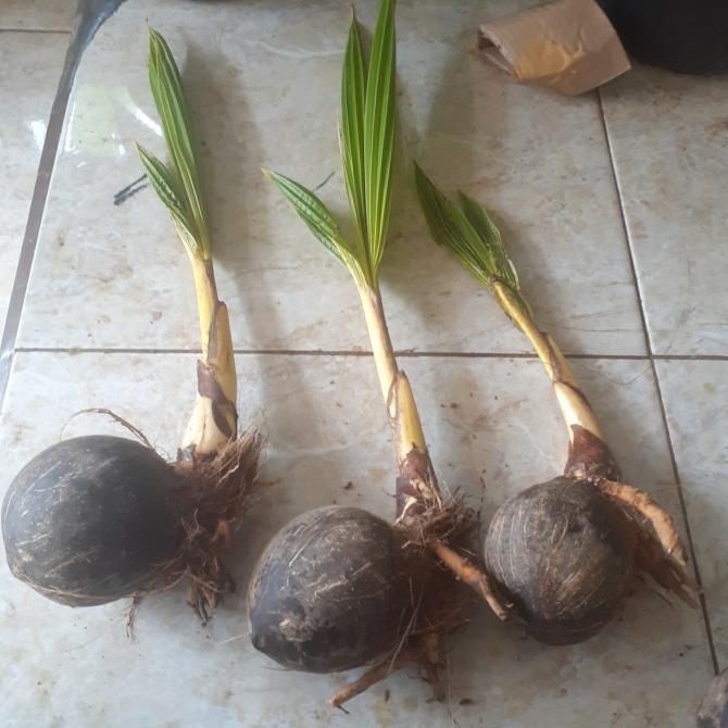 Bahan Bonsai Kelapa Bibit Bonsai kelapa Gading Kelapa bonsai termurah