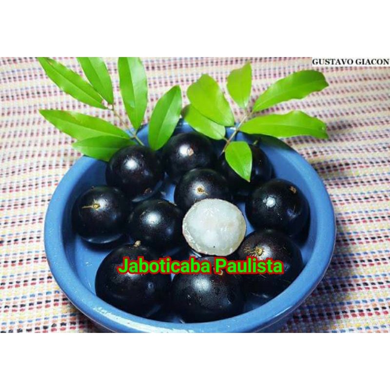 Pohon Buah Tanaman Jaboticaba Paulista Stek