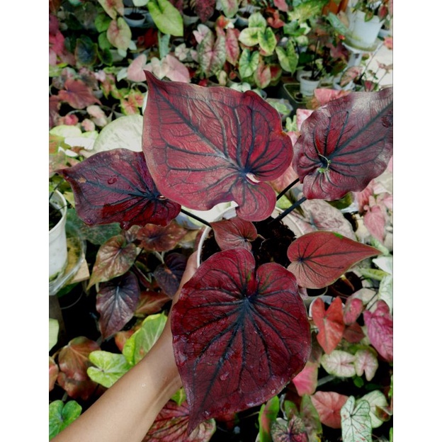 caladium/keladi sikekar, urta daun menonjol, keladi , kelady , keladi Silangan , keladi hybrid , kel