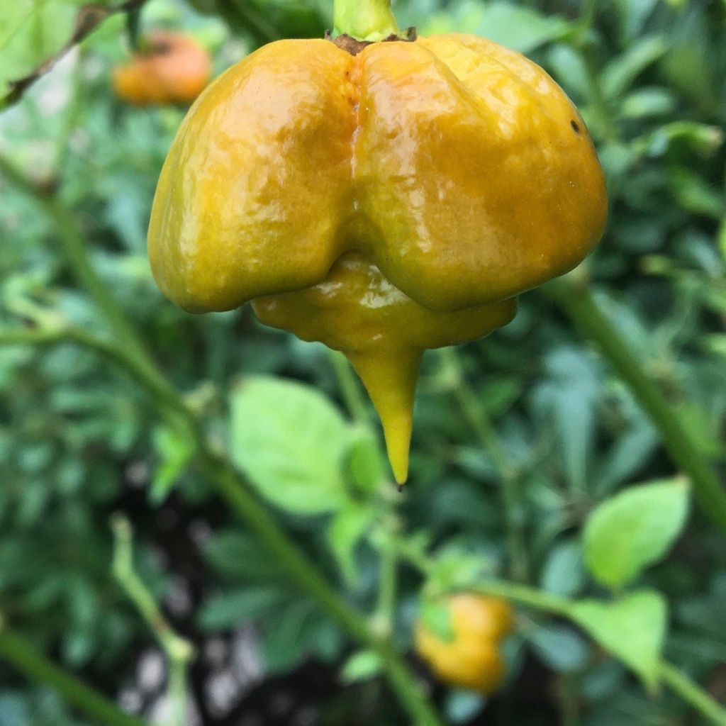 Benih Bibit Biji - Cabai Mustard Yellow Carolina Reaper Cabe Terpedas di Dunia Pepper Seeds