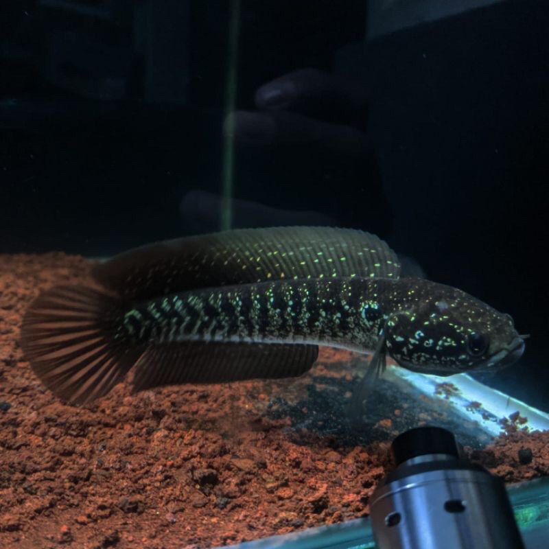 

Channa asiatica White Spot size 7-9CM