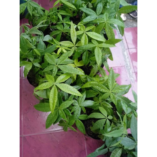 Tanaman hias Pachira Pohon uang