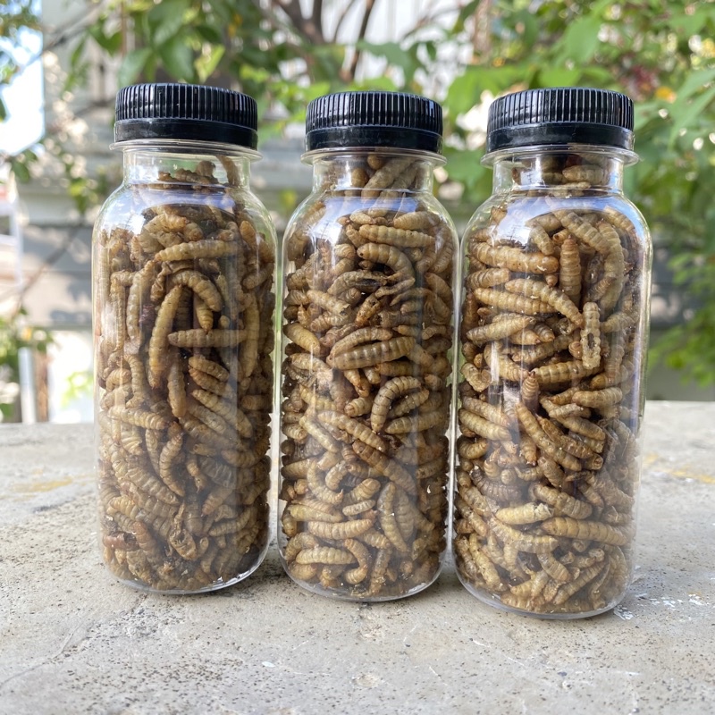 MAGGOT KERING SUGAR GLIDER IKAN HAMSTER LANDAK MAGGOT CHANNA IKAN CHANNA MAGGOT KERING DRIED FOOD MAGGOT SG TUPAI LANDAK MINI