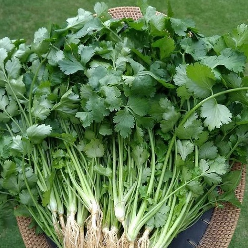 

Daun wangsuy daun ketumbar 100gr fresh ciwidey budidaya