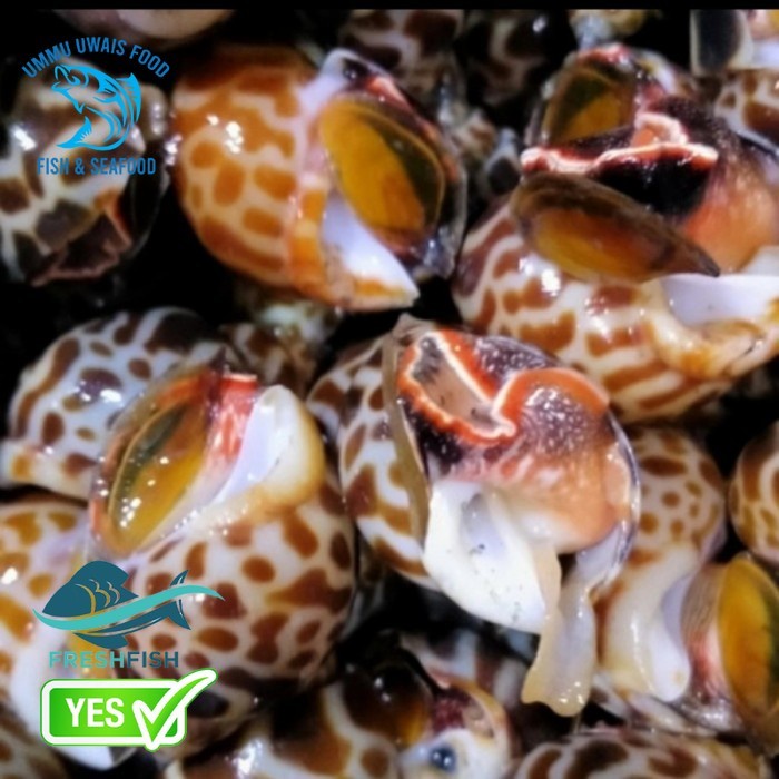 

Keong Macan Fresh Berkualitas - 1 KG