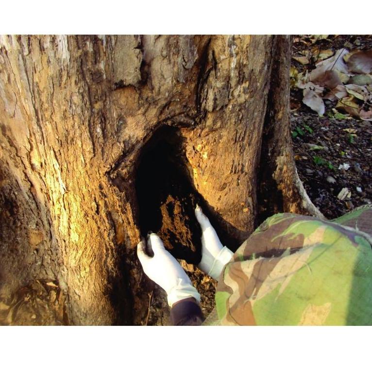 

[Q-T5T ☎] MADU HUTAN KLANCENG MAUNI ASLI MURNI 100% / Lebah Apis Trigona-langsung kirim