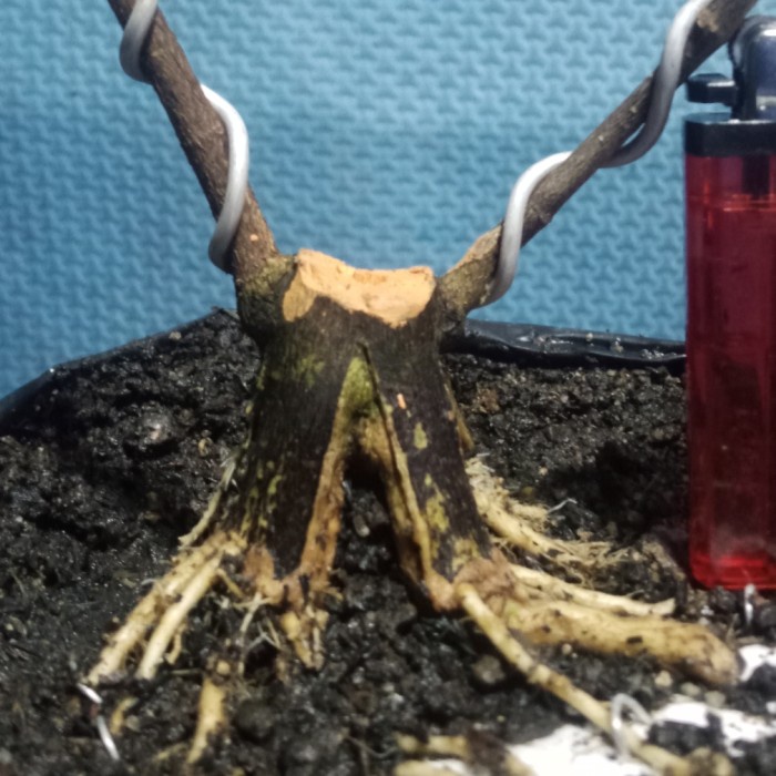 Bonsai Anting Putri Program Akar Mame Belah Pinggul