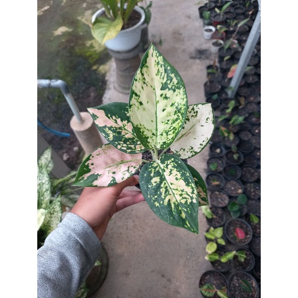aglonema suksom white / suksom putih murah sesuai foto