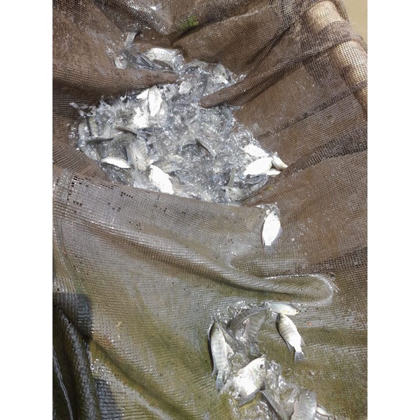 Bibit ikan nila nirwana 2-3jari