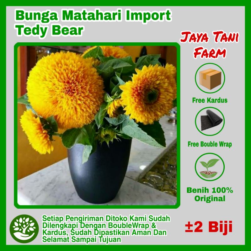 2 Biji Benih Bunga Matahari Teddy Bear Import / Benih Bunga / Biji Bunga / Bibit Bunga / Benih Bibit
