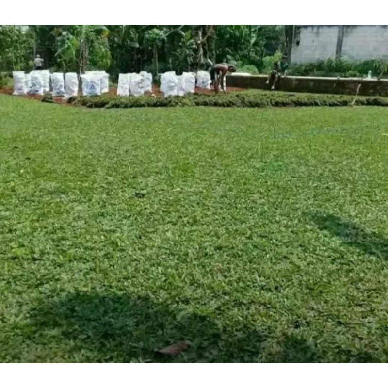 Rumput Gajah Mini per meter